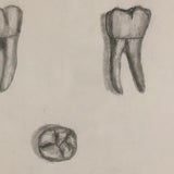 Donna Gasiorek's 1970 School of Dental Hygiene Binder of Tooth Drawings!