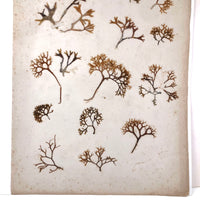 Unsually Large and Wild Feeling Page of Victorian Seaweed Specimens