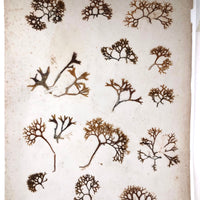 Unsually Large and Wild Feeling Page of Victorian Seaweed Specimens