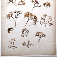 Unsually Large and Wild Feeling Page of Victorian Seaweed Specimens