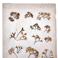 Unsually Large and Wild Feeling Page of Victorian Seaweed Specimens