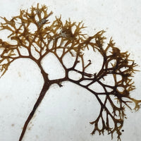 Unsually Large and Wild Feeling Page of Victorian Seaweed Specimens