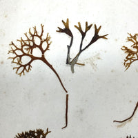 Unsually Large and Wild Feeling Page of Victorian Seaweed Specimens