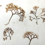 Unsually Large and Wild Feeling Page of Victorian Seaweed Specimens