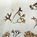 Unsually Large and Wild Feeling Page of Victorian Seaweed Specimens