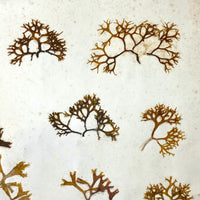 Unsually Large and Wild Feeling Page of Victorian Seaweed Specimens