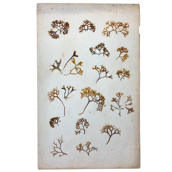 Unsually Large and Wild Feeling Page of Victorian Seaweed Specimens