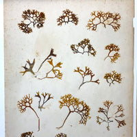 Unsually Large and Wild Feeling Page of Victorian Seaweed Specimens