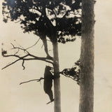 Bear Chasing Man Up Tree, Old Snapshot Photograph