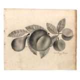 Phebe Pusey Phipps' 19th Century Gray Scale Pear, Peach, Cherries Theorem