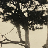 Bear Chasing Man Up Tree, Old Snapshot Photograph