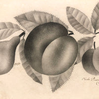 Phebe Pusey Phipps' 19th Century Gray Scale Pear, Peach, Cherries Theorem