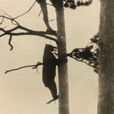 Bear Chasing Man Up Tree, Old Snapshot Photograph