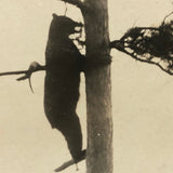 Bear Chasing Man Up Tree, Old Snapshot Photograph