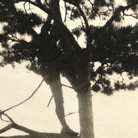 Bear Chasing Man Up Tree, Old Snapshot Photograph