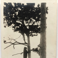 Bear Chasing Man Up Tree, Old Snapshot Photograph