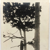 Bear Chasing Man Up Tree, Old Snapshot Photograph