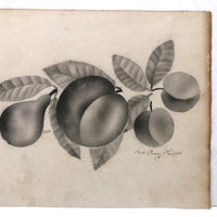 Phebe Pusey Phipps' 19th Century Gray Scale Pear, Peach, Cherries Theorem