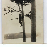 Bear Chasing Man Up Tree, Old Snapshot Photograph