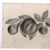 Phebe Pusey Phipps' 19th Century Gray Scale Pear, Peach, Cherries Theorem