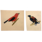 Pair of Bright Birds, Two More Old Unknown Birdlover's Naive Watercolors