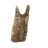 Owl Like Fossilized Tooth!