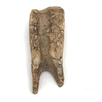 Owl Like Fossilized Tooth!