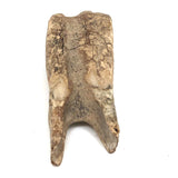 Owl Like Fossilized Tooth!