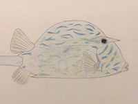 Sweet 1930 Tropical Fish Pencil and Crayon Drawing