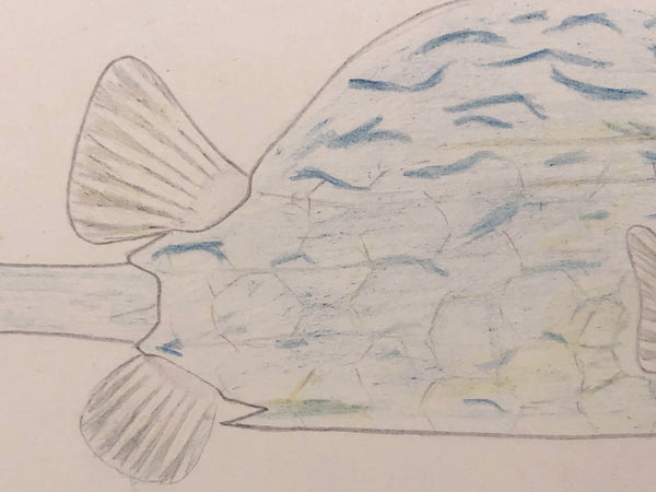 tropical fish drawing in pencil