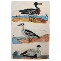 Wonderful c. 1840 Watercolor of Three Fabulous Wood Ducks