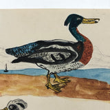 Wonderful c. 1840 Watercolor of Three Fabulous Wood Ducks