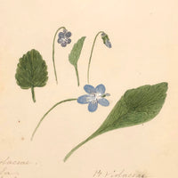 Finely Done Antique Flower Specimen Watercolor: Violets