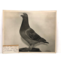 1957 Homing / Racing Pigeon Portrait Photograph, 300 Miles