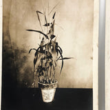 Plant Samples: Oats and Peas, Real Photo Postcards, Early 20th C., Boston - A Pair