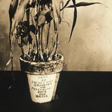 Plant Samples: Oats and Peas, Real Photo Postcards, Early 20th C., Boston - A Pair