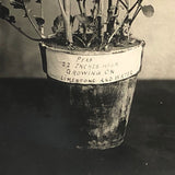 Plant Samples: Oats and Peas, Real Photo Postcards, Early 20th C., Boston - A Pair