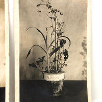 Plant Samples: Oats and Peas, Real Photo Postcards, Early 20th C., Boston - A Pair