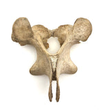 Lovely Old Vertebrae Bone with Secret Skull