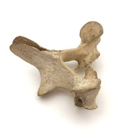 Lovely Old Vertebrae Bone with Secret Skull