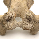 Lovely Old Vertebrae Bone with Secret Skull