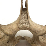 Lovely Old Vertebrae Bone with Secret Skull